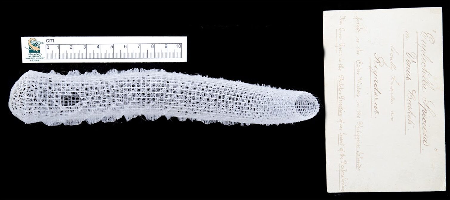 2020-03-12 12-09-35 (C,Smoothing1)_basket-H photo of a mollusk and ruler on display