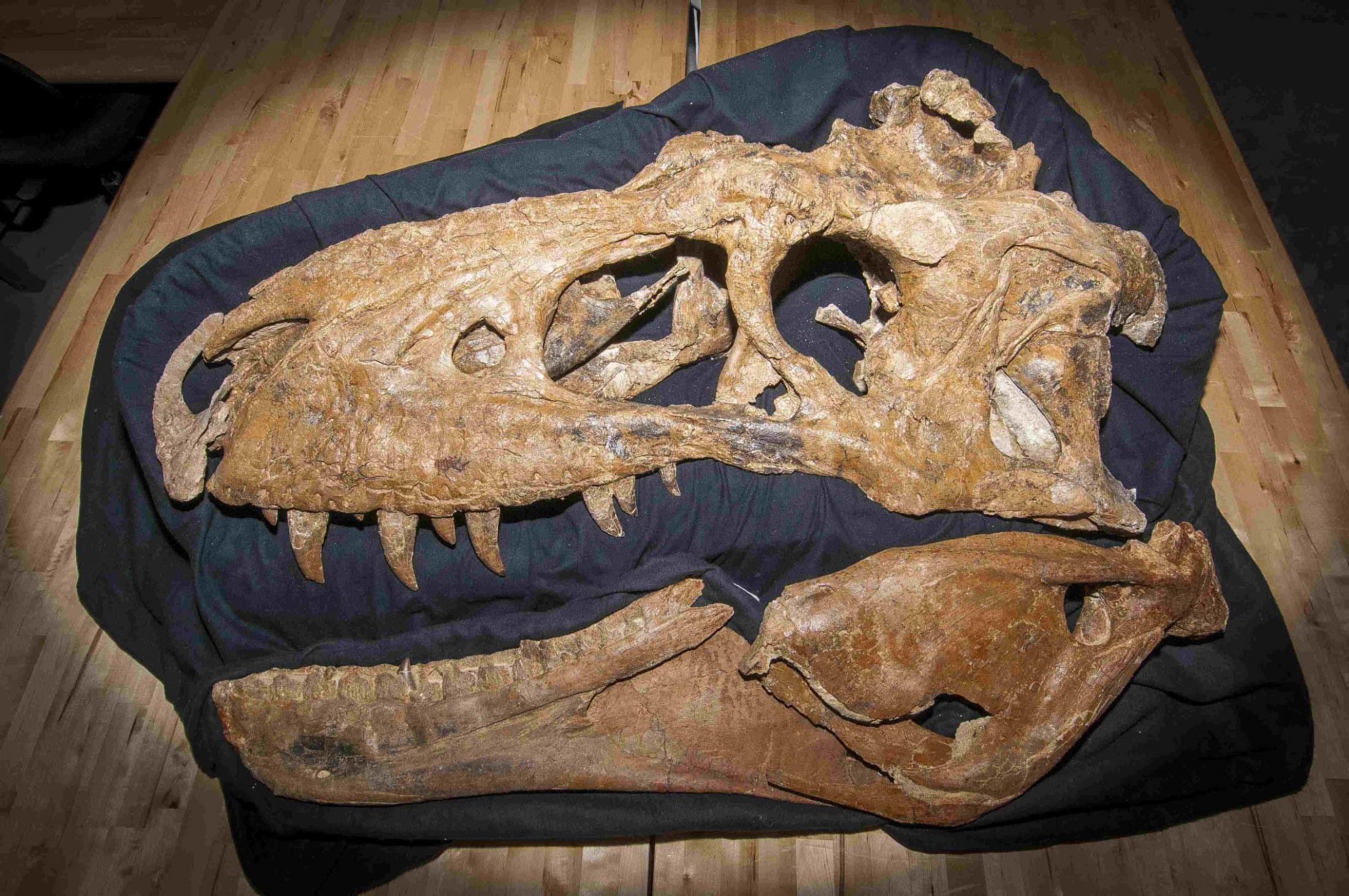 photo of the bisti beast fossil