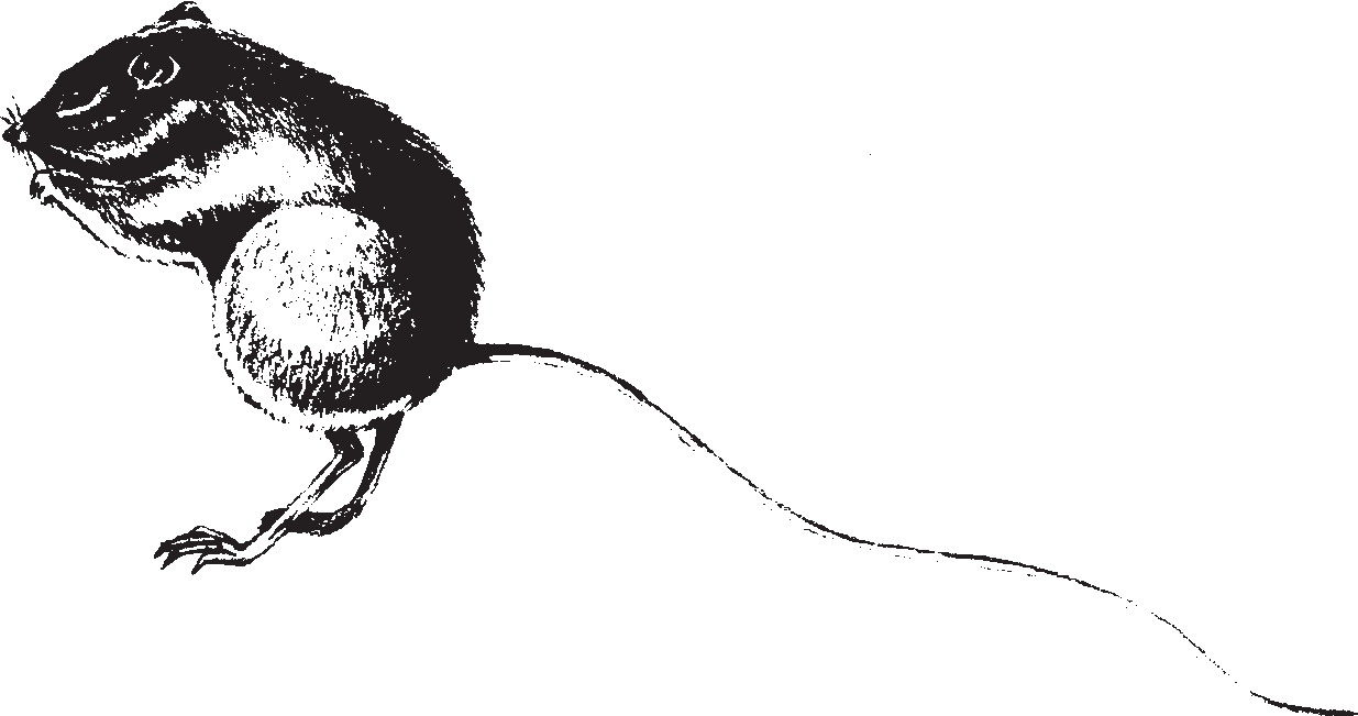 Chapter3_mouse drawing of a mouse