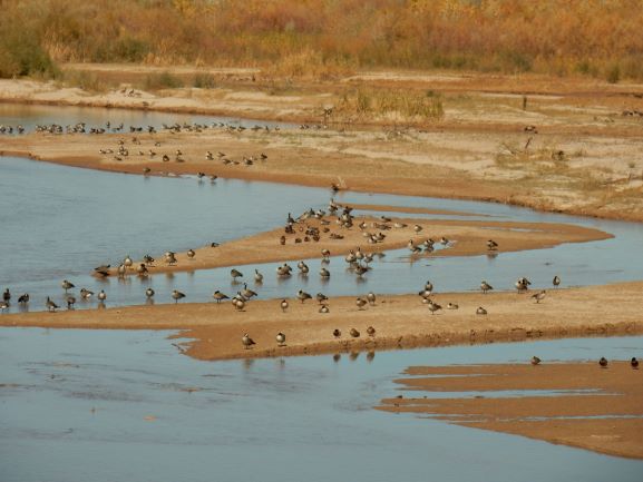 Geese on sandbar small Canada Geese on Rio Grande Sandbars- Photo by Mark Higgins
