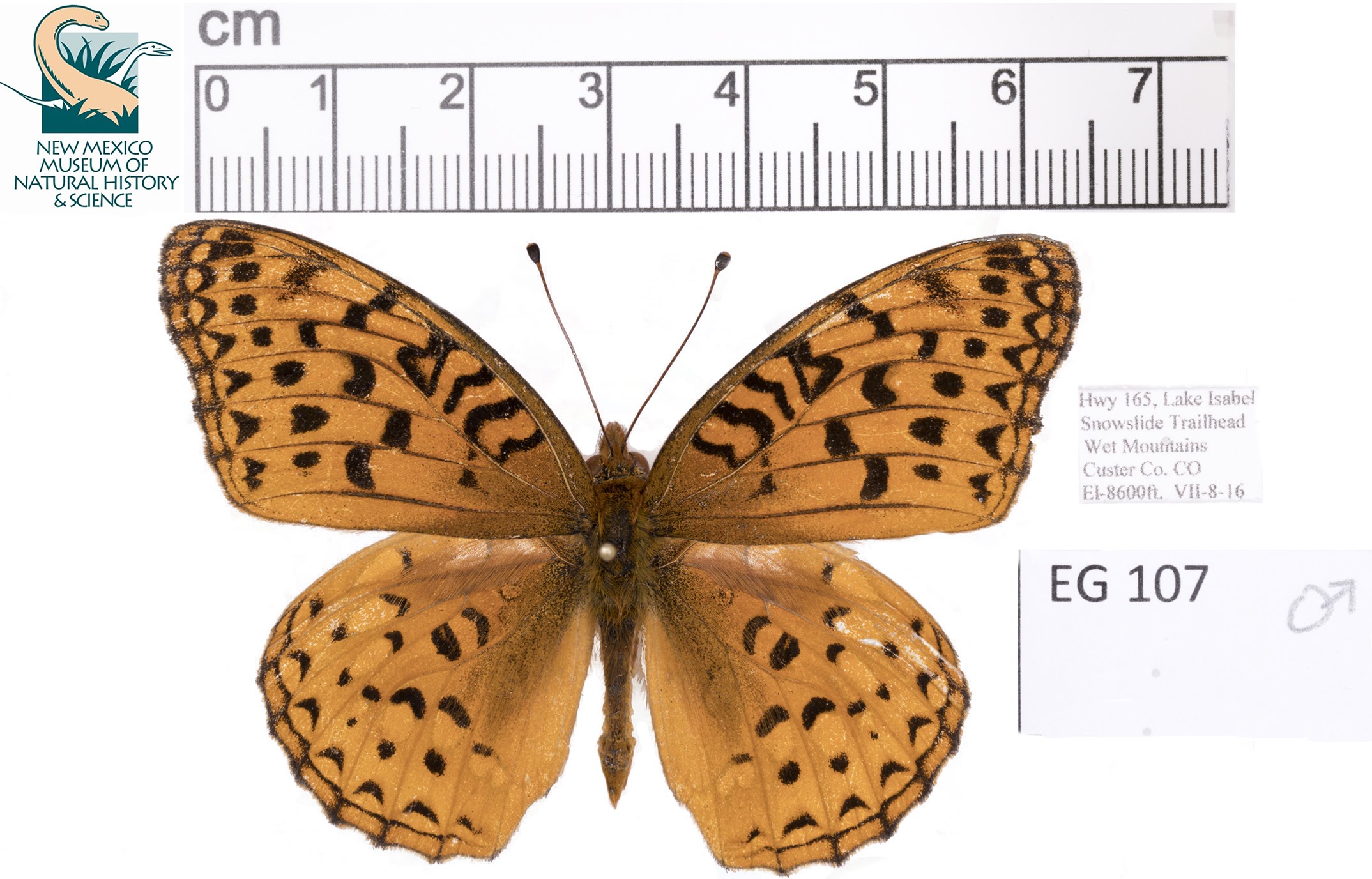 Lepodoptery temp lable EG 107_50% photo of a butterfly being measured