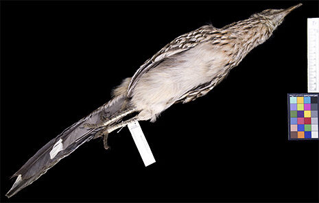 NMMNHS_Bird_203_10%- H photo of a bird's belly