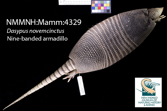 NMMNHS_MAMM_4329_Armadillo photo of an armadillo on display