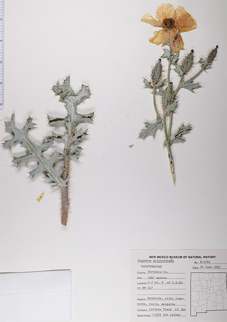 Trial plant 2020-02-24 10-19-16 (B,Radius50,Smoothing1) photo of plants from the herbaterium