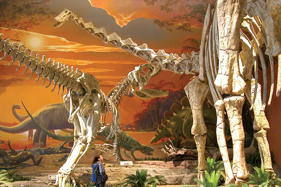 dinosaur bones inside the museum