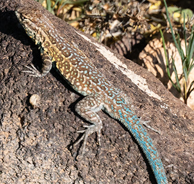 lizardpic photo of a lizard