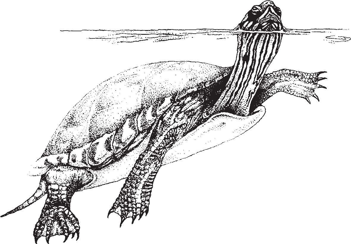 swimming_turtle drawing of a turtle swimming