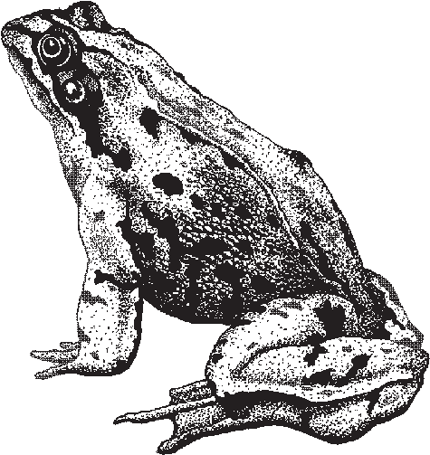 Chapter7_frog Illustration of Frog