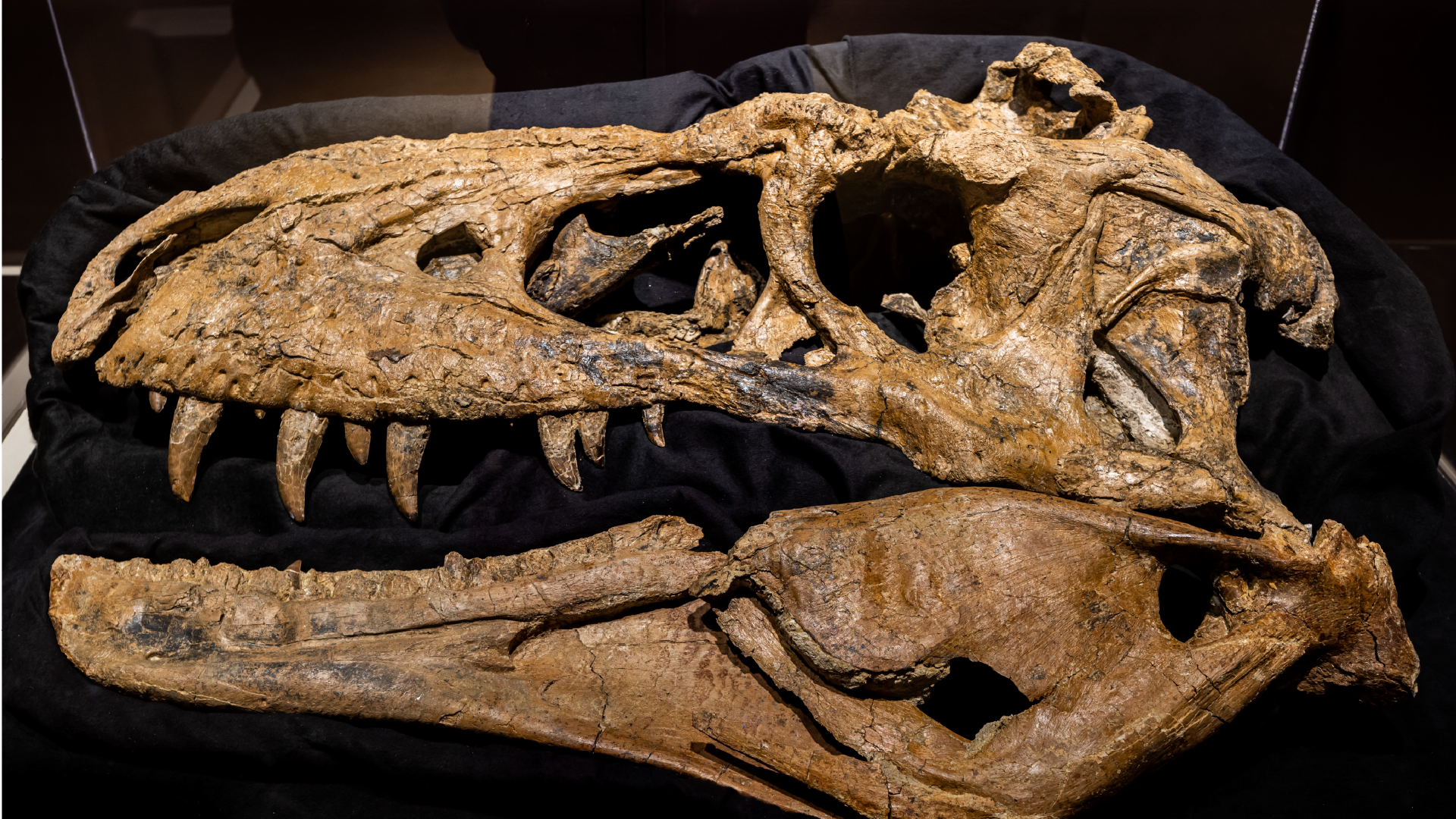 Fossilize skull of a dinosaur