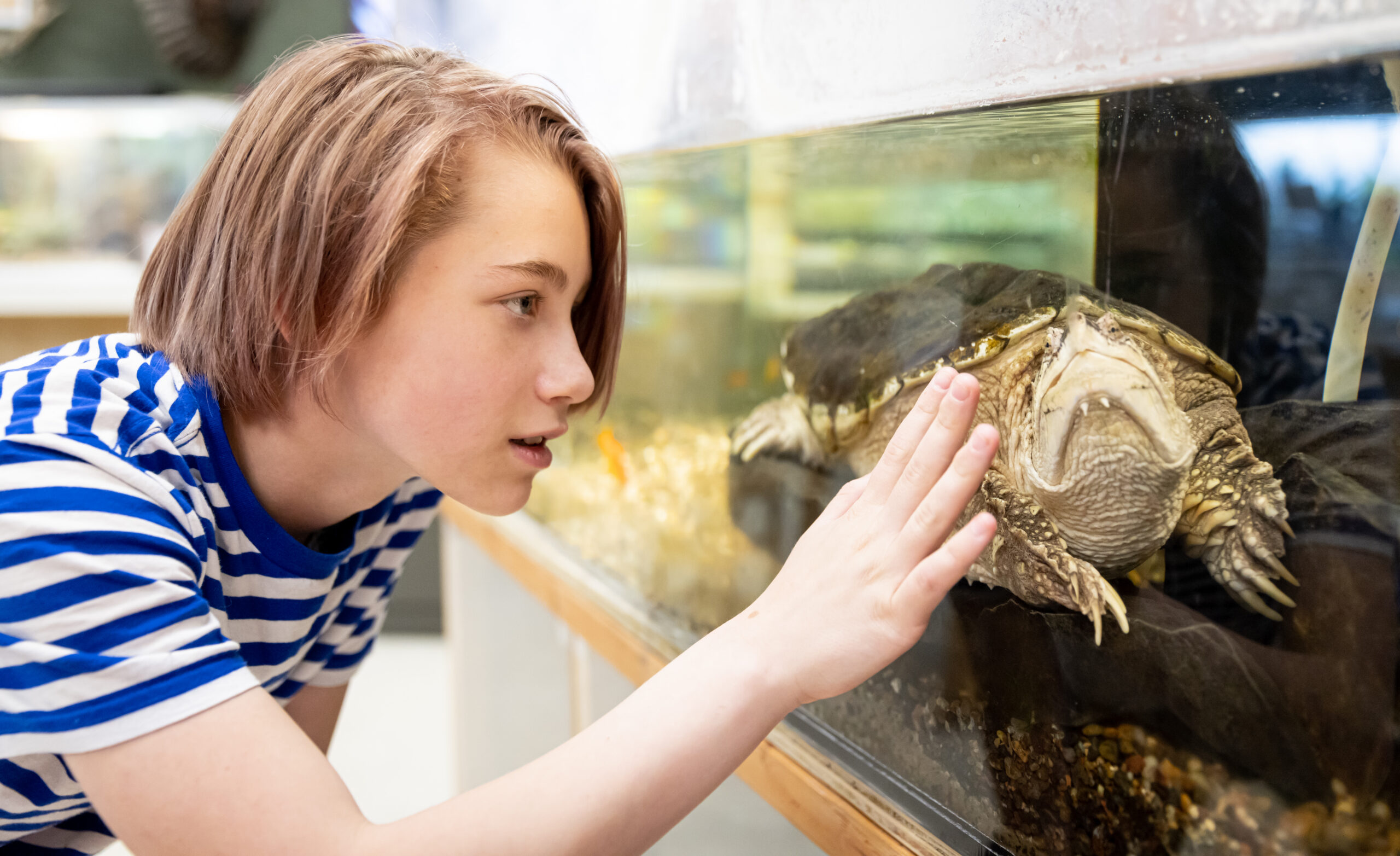 Young visitor touching an aquarium tank with a turtle inside