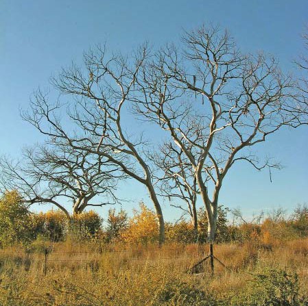 post-2003-bernardoUS60-fire Bosque after the 2003 fire